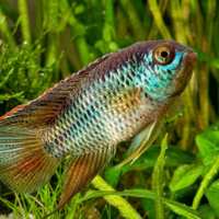 Golden Dwarf Cichlid (Nannacara anomala)