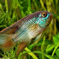 Golden Dwarf Cichlid (Nannacara anomala)