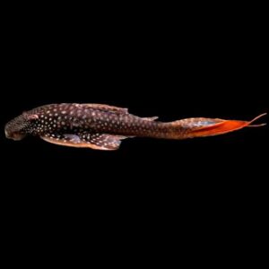 L178 Lasiancistrus displaying its signature white spotting and reddish fin highlights.