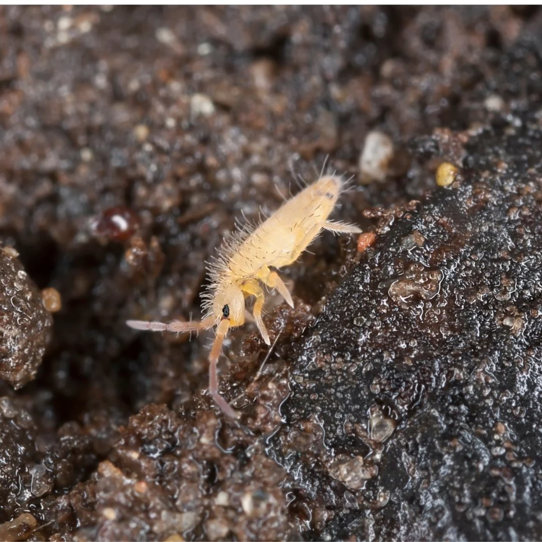 Stoffels Collembola Springtail Culture (Box)