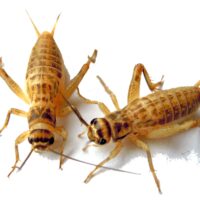 Stoffels Domesticus Crickets (Size 4) M - Bulk Cylinder (Approx. 1000 Count)