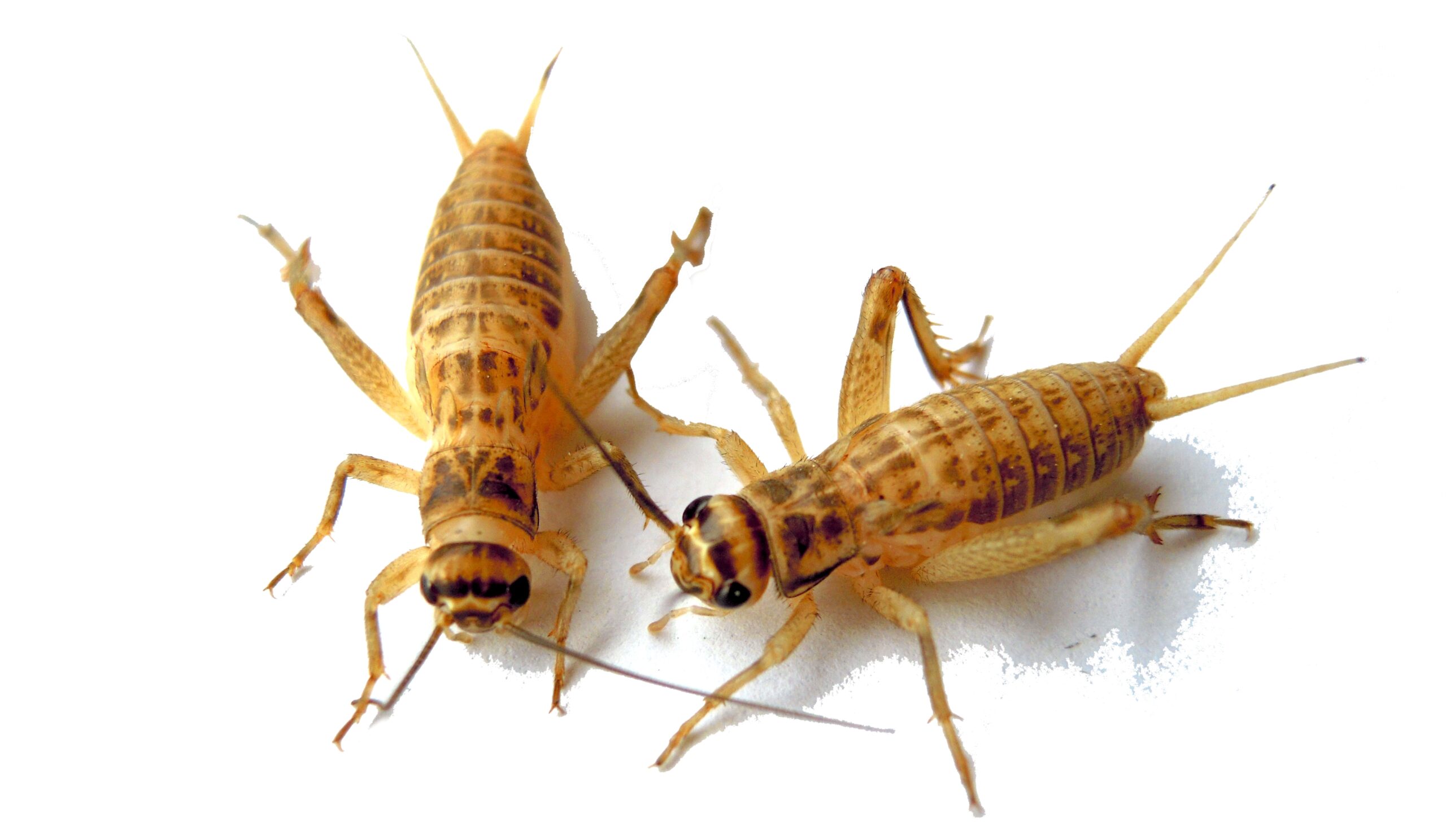 Stoffels Domesticus Crickets Size 2 S – Box (Approx. 100 pcs)