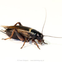 Live Worms/Insects