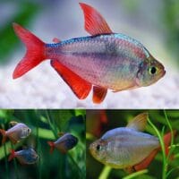 Colombian Tetra (Hyphessobrycon colombianus)