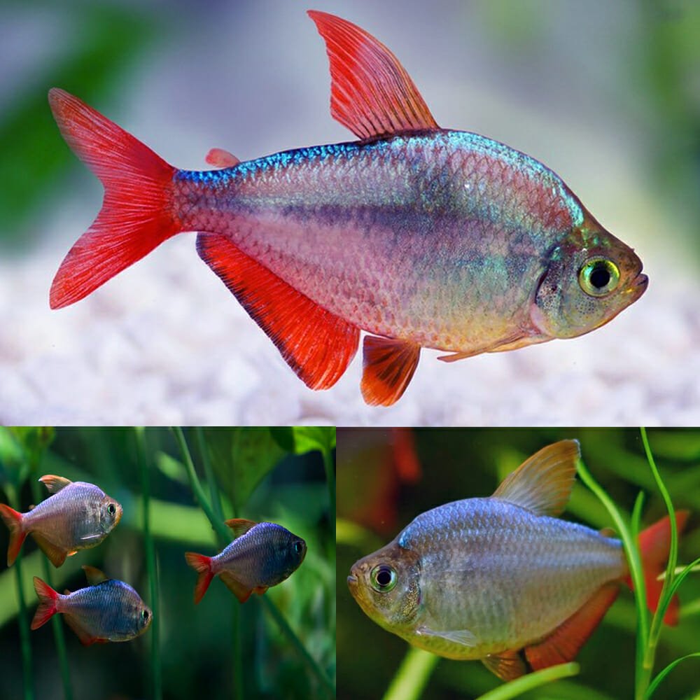 Colombian Tetra (Hyphessobrycon colombianus)