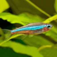 Green Neon Tetra (Paracheirodon simulans)