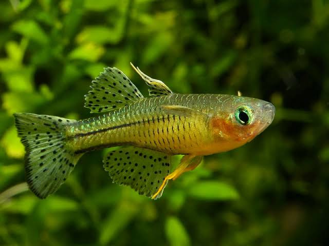 Gertrude’s Blue Eye Rainbowfish (Pseudomugil gertrudae)