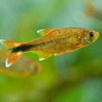 Silvertip Tetra (Hasemania nana)