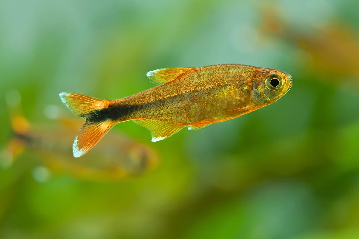 Silvertip Tetra (Hasemania nana)