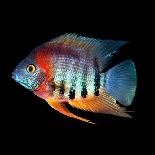 Rotkeil Severum - Heros sp. "rotkeil" Medium